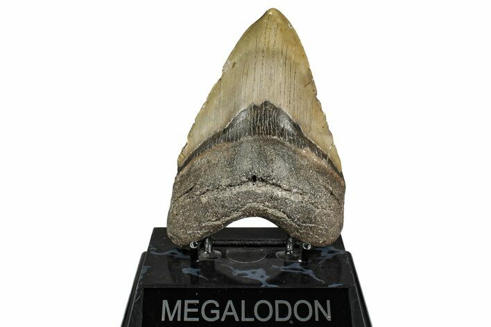 Fossil Megalodon Tooth - North Carolina #342158